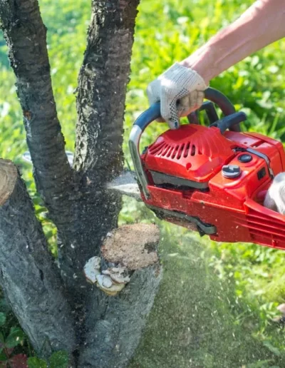 tree-cutting-mick-brewer