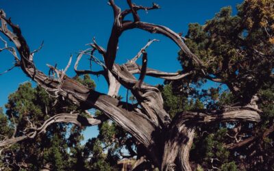 The Hidden Dangers Of Dead And Dying Trees