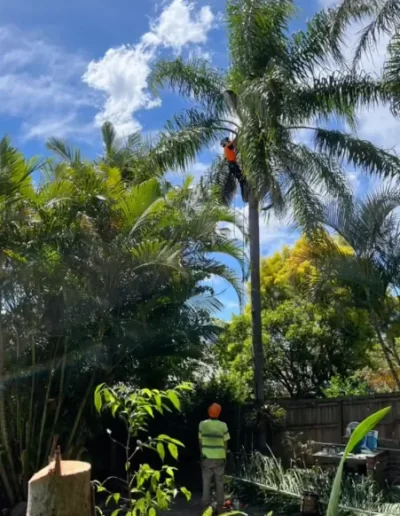 palm-tree-cleaning-451x762px