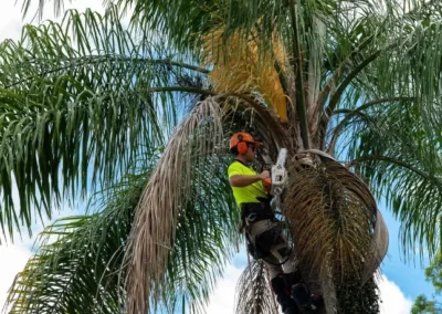 Palm tree cleaning - Mick Brewers Gold Coast