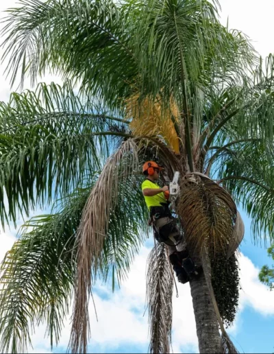 Palm tree cleaning - Mick Brewers Gold Coast