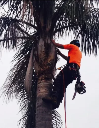 palm-tree-cleaning-451x762px