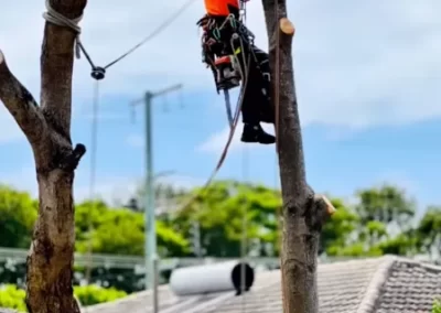 Tree Lopping - Mick Trees Gold Coast