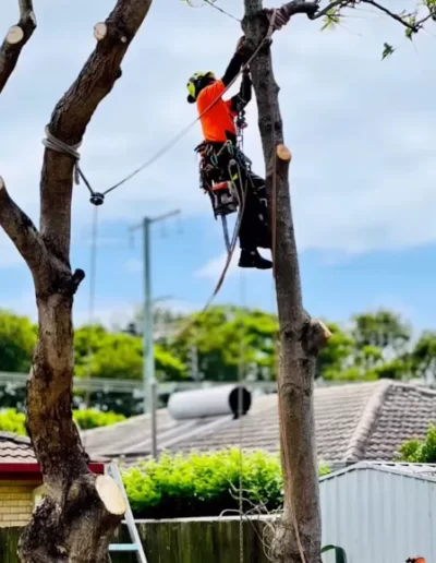 Tree Lopping - Mick Trees Gold Coast