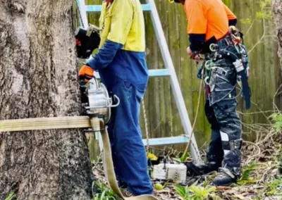 Tree Lopping - Mick Trees Gold Coast