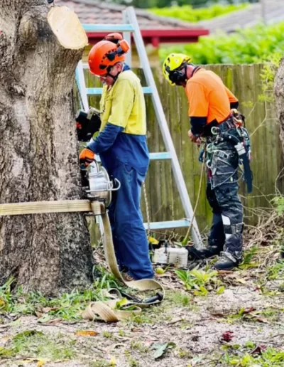 Tree Lopping - Mick Trees Gold Coast