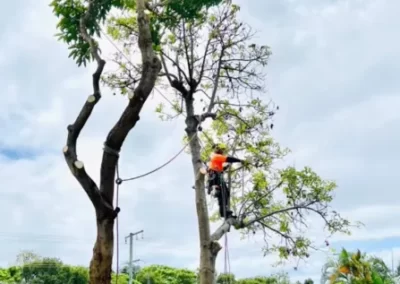 Tree Removal - Mick Trees Gold Coast