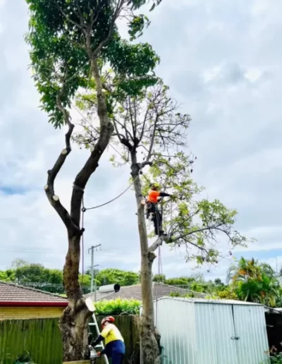 Tree Removal - Mick Trees Gold Coast