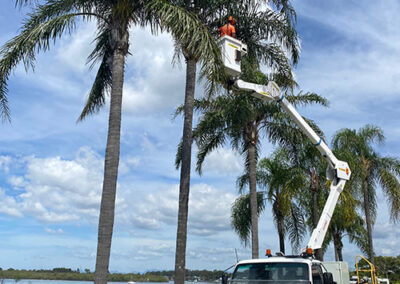 arborist-gold-coast500x667