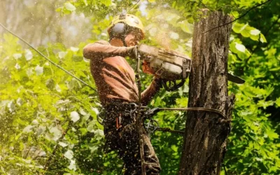 How Much Does Tree Removal Cost