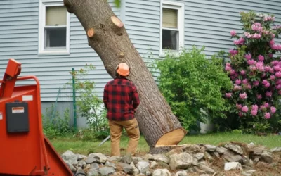 How to Get Council Approval for Tree Removal in Gold Coast