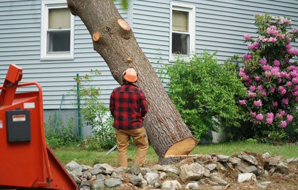 How to Get Council Approval for Tree Removal in Gold Coast