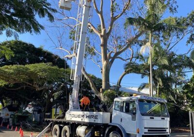 gold coast tree removal