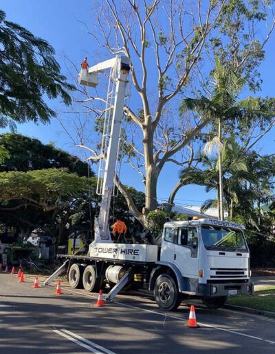 gold coast tree removal