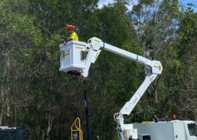 gold coast tree services