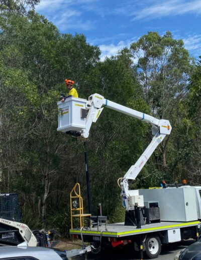 gold coast tree services