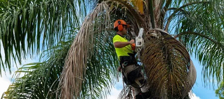 palm removal gold coast