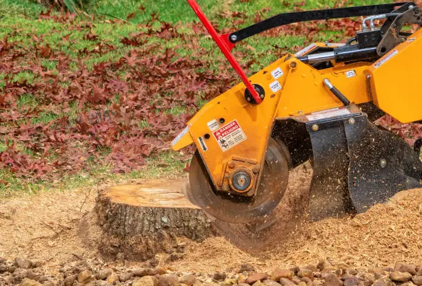 Why Grinding Is The Best Way To Remove Your Tree Stumps