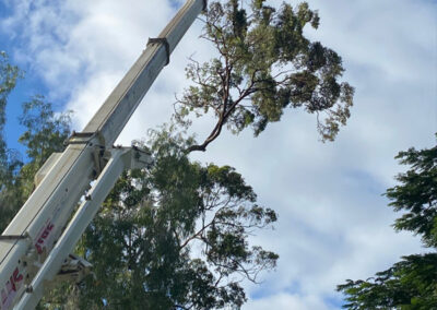 gold coast tree services high