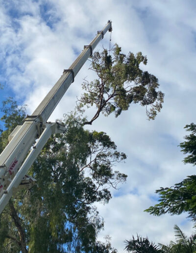 gold coast tree services high